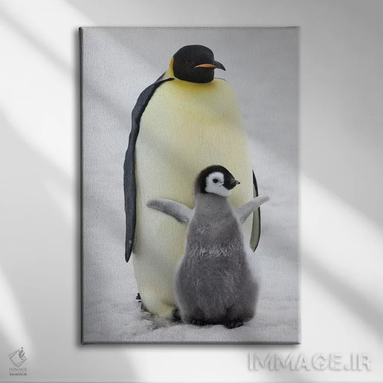 تابلو دکوراتیو Snow Hill Island, Antarctica,پنگوئن امپراتور به همراه جوجه روی ی… اثر کرن سو - نمای روبهرو روی دیوار