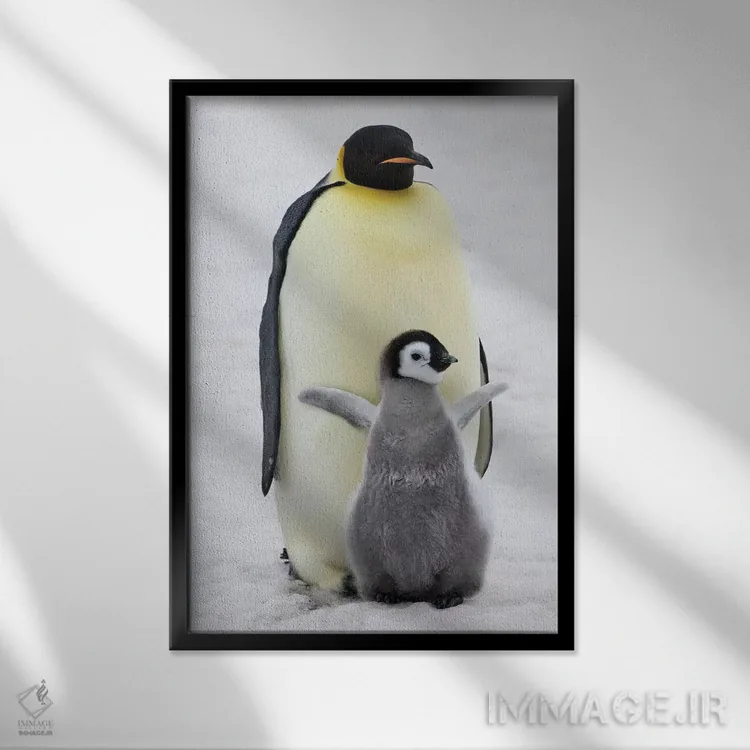 تابلو دکوراتیو Snow Hill Island, Antarctica,پنگوئن امپراتور به همراه جوجه روی ی… اثر کرن سو - نمای قابدار مشکی