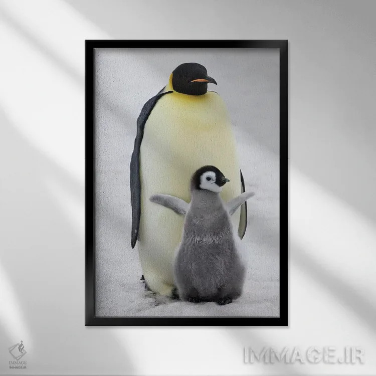 تابلو دکوراتیو Snow Hill Island, Antarctica,پنگوئن امپراتور به همراه جوجه روی ی… اثر کرن سو - نمای قابدار مشکی