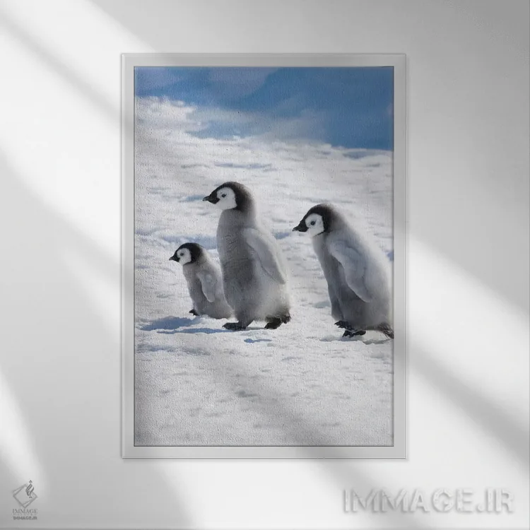 تابلو دکوراتیو Snow Hill Island, Antarctica,جوجه های پنگوئن امپراتور روی یخ، جز… اثر کرن سو - نمای قابدار سفید