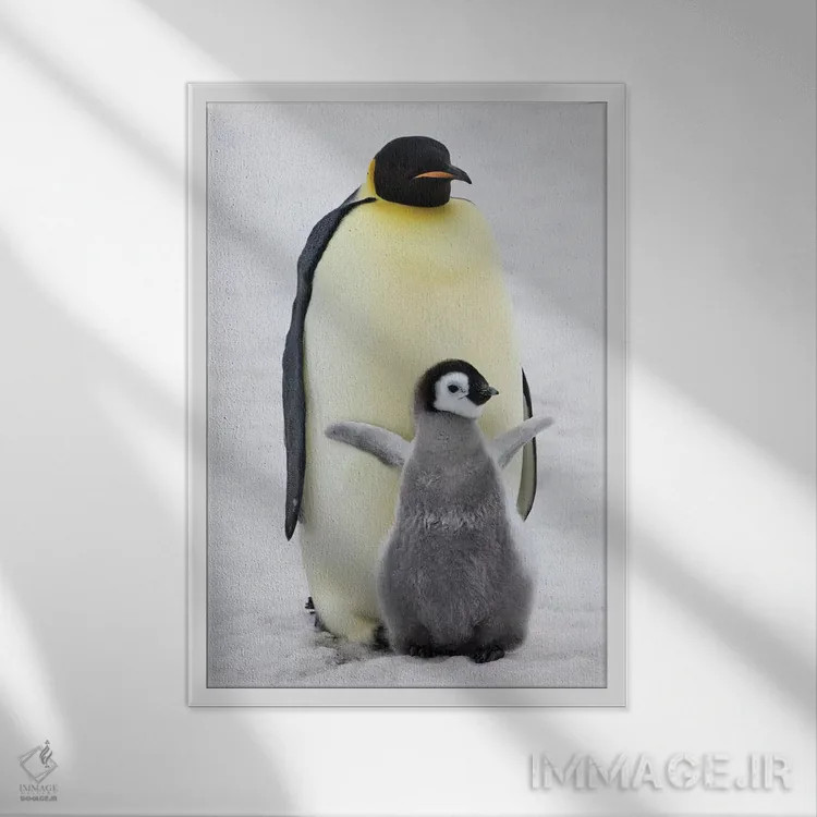 تابلو دکوراتیو Snow Hill Island, Antarctica,پنگوئن امپراتور به همراه جوجه روی ی… اثر کرن سو - نمای قابدار سفید