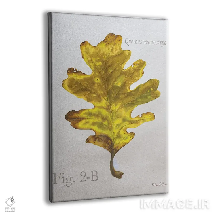 تابلو مدرن برگ های پاییزی روی طوسی ۳ - بلوط اثر کلسی ویلسون - نمای پرسپکتیو محصول