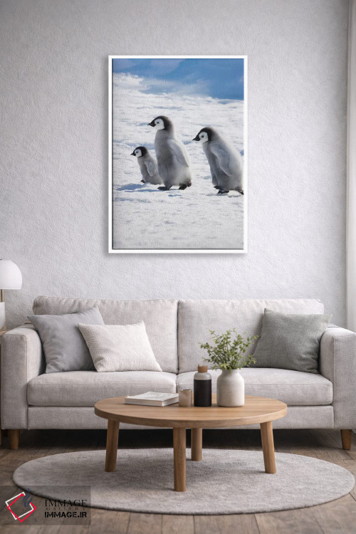 تابلو دکوراتیو Snow Hill Island, Antarctica,جوجه های پنگوئن امپراتور روی یخ، جز… اثر کرن سو - D1W