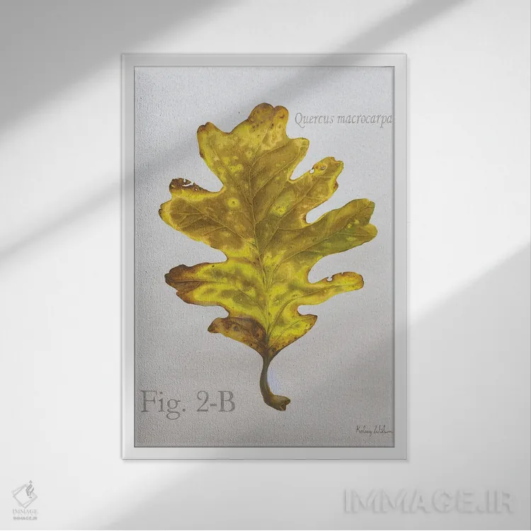 تابلو مدرن برگ های پاییزی روی طوسی ۳ - بلوط اثر کلسی ویلسون - نمای قابدار سفید