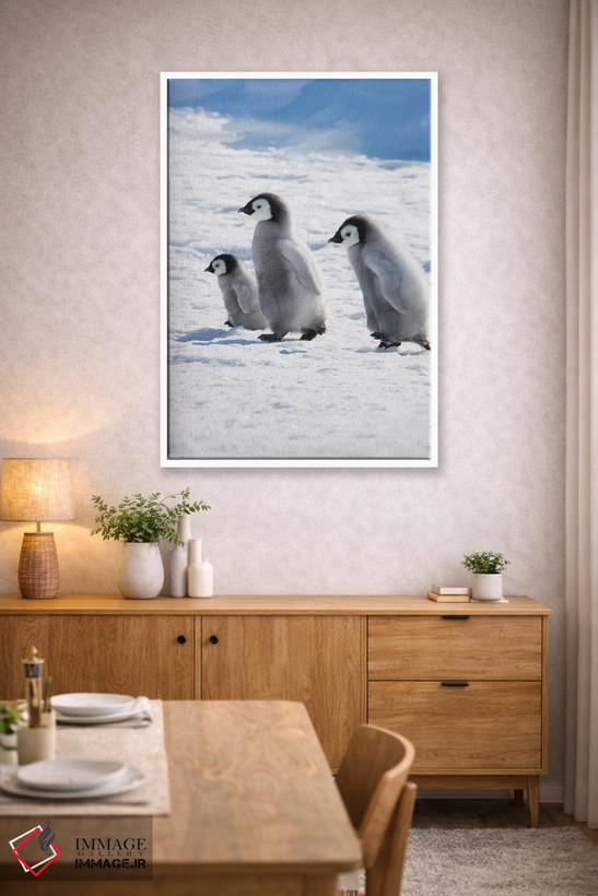 تابلو دکوراتیو Snow Hill Island, Antarctica,جوجه های پنگوئن امپراتور روی یخ، جز… اثر کرن سو - D4W