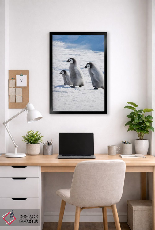 تابلو دکوراتیو Snow Hill Island, Antarctica,جوجه های پنگوئن امپراتور روی یخ، جز… اثر کرن سو - D5B