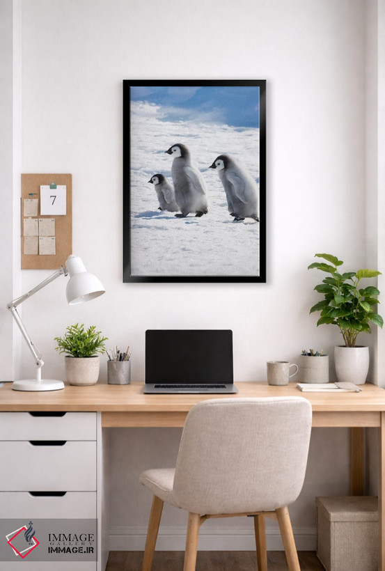 تابلو دکوراتیو Snow Hill Island, Antarctica,جوجه های پنگوئن امپراتور روی یخ، جز… اثر کرن سو - D5B