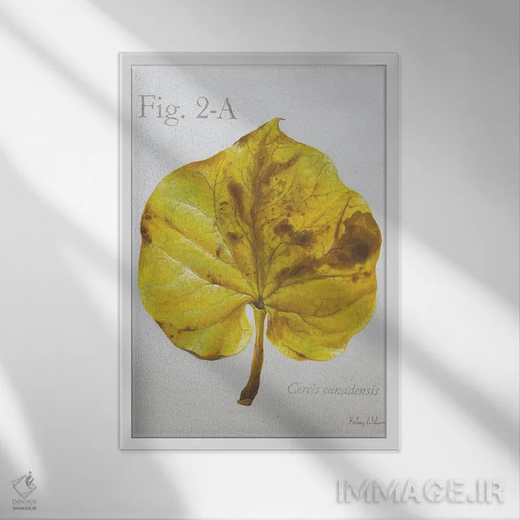 تابلو مدرن برگ های پاییزی روی طوسی ۴ - ردباد اثر کلسی ویلسون - نمای قابدار سفید