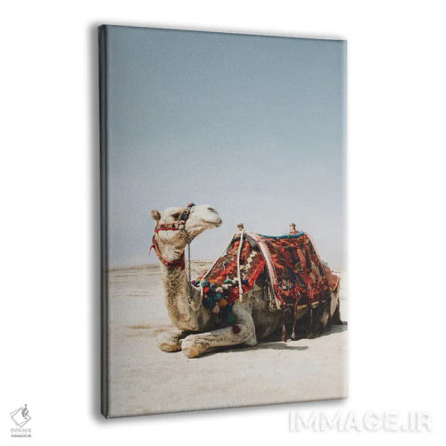 تابلو دکوراتیو شتر سفید اثر کارن منداو - نمای پرسپکتیو محصول