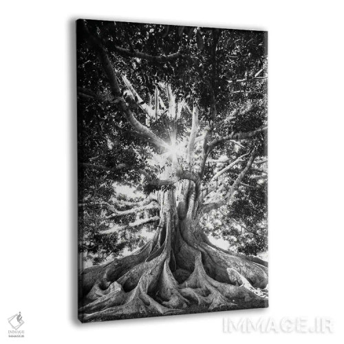 تابلو دکوراتیو درخت بزرگ در سیاه و سفید اثر کارن منداو - نمای پرسپکتیو محصول