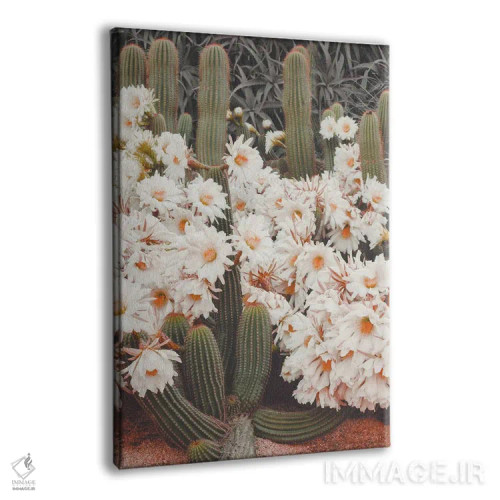 تابلو دکوراتیو کاکتوس های شکوفا اثر کارن منداو - نمای پرسپکتیو محصول