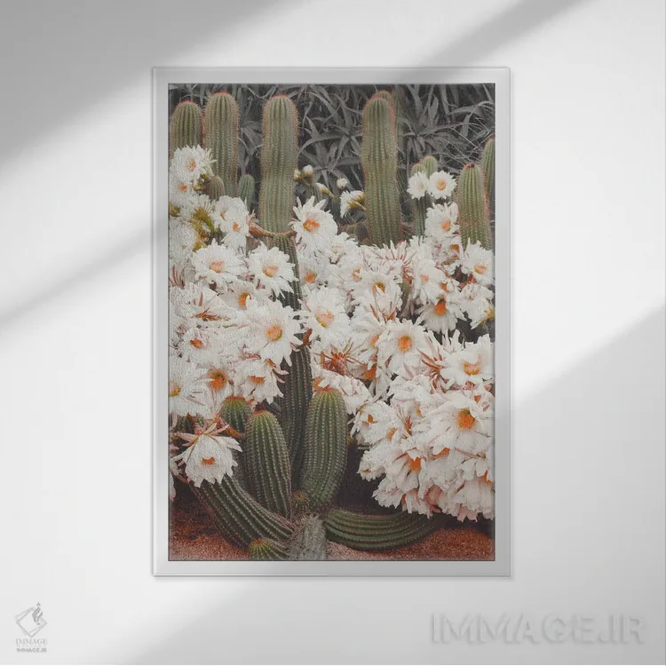 تابلو دکوراتیو کاکتوس های شکوفا اثر کارن منداو - نمای قابدار سفید