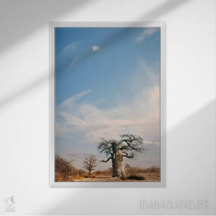 تابلو دکوراتیو بائوباب نای نای II اثر کلاوس تیدگه - نمای قابدار سفید