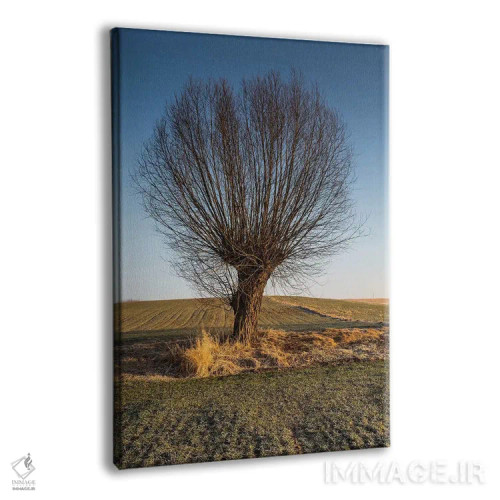 تابلو دکوراتیو بید، ماسوویا، لهستان II اثر میکولاج گوسپودرک - نمای پرسپکتیو محصول