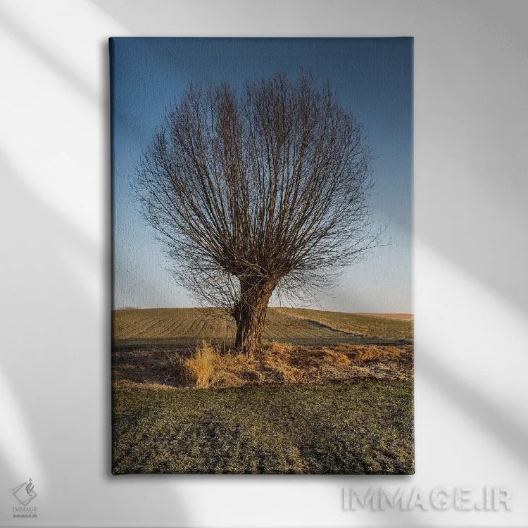 تابلو دکوراتیو بید، ماسوویا، لهستان II اثر میکولاج گوسپودرک - نمای روبهرو روی دیوار