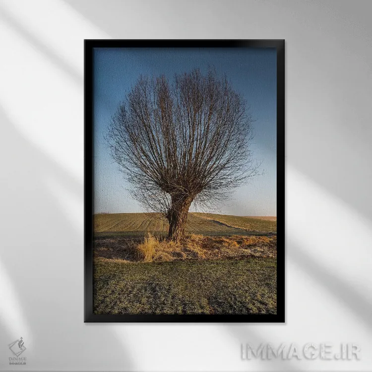 تابلو دکوراتیو بید، ماسوویا، لهستان II اثر میکولاج گوسپودرک - نمای قابدار مشکی