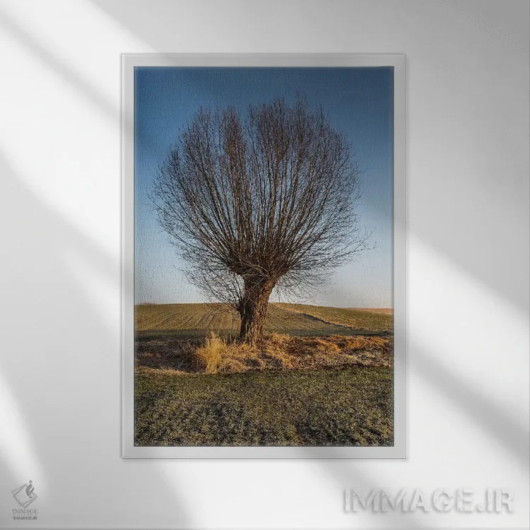 تابلو دکوراتیو بید، ماسوویا، لهستان II اثر میکولاج گوسپودرک - نمای قابدار سفید