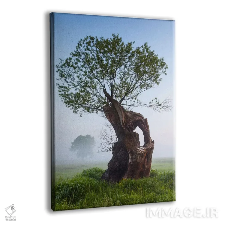 تابلو دکوراتیو Greater Poland, Rogalin, Oaks II,لهستان، استان لهستان… اثر میکولاج گوسپودرک - نمای پرسپکتیو محصول