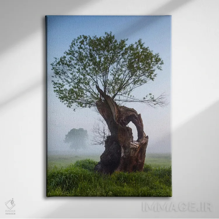 تابلو دکوراتیو Greater Poland, Rogalin, Oaks II,لهستان، استان لهستان… اثر میکولاج گوسپودرک - نمای روبهرو روی دیوار