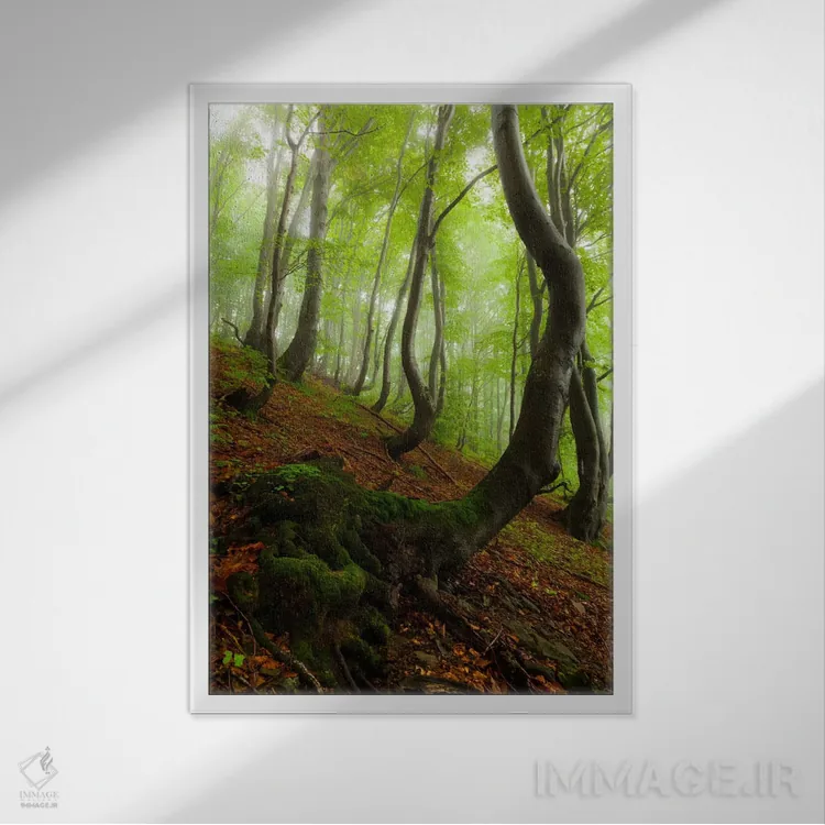 تابلو دکوراتیو Bieszczady National Park I,لهستان، پارک ملی بیه شچادی… اثر میکولاج گوسپودرک - نمای قابدار سفید