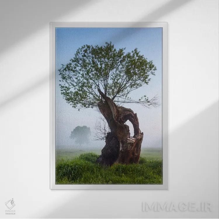 تابلو دکوراتیو Greater Poland, Rogalin, Oaks II,لهستان، استان لهستان… اثر میکولاج گوسپودرک - نمای قابدار سفید