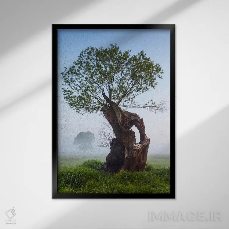 تابلو دکوراتیو Greater Poland, Rogalin, Oaks II,لهستان، استان لهستان… اثر میکولاج گوسپودرک - نمای قابدار مشکی