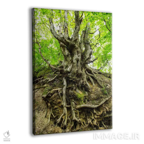 تابلو دکوراتیو Lubelskie, Roztocze, Old Tree,لهستان، لوبلسکی، روستوچه… اثر میکولاج گوسپودرک - نمای پرسپکتیو محصول