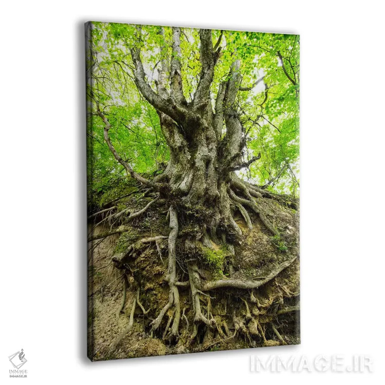 تابلو دکوراتیو Lubelskie, Roztocze, Old Tree,لهستان، لوبلسکی، روستوچه… اثر میکولاج گوسپودرک - نمای پرسپکتیو محصول