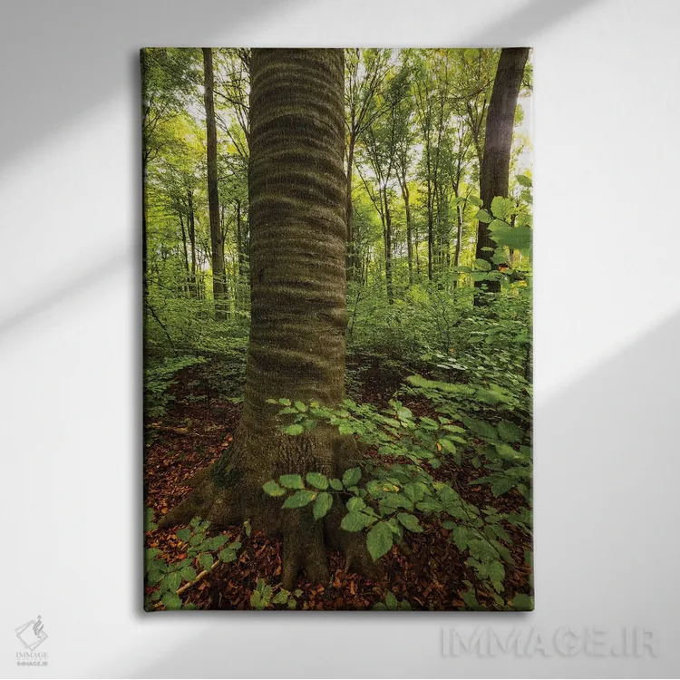 تابلو دکوراتیو Lubelskie, Roztocze National Park, Beech Tree,لهستان… اثر میکولاج گوسپودرک - نمای روبهرو روی دیوار