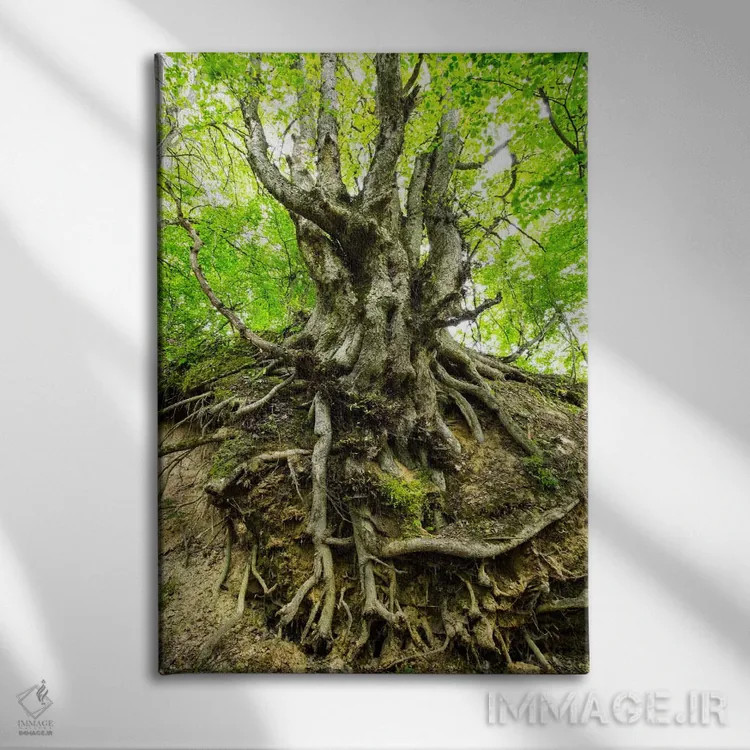 تابلو دکوراتیو Lubelskie, Roztocze, Old Tree,لهستان، لوبلسکی، روستوچه… اثر میکولاج گوسپودرک - نمای روبهرو روی دیوار