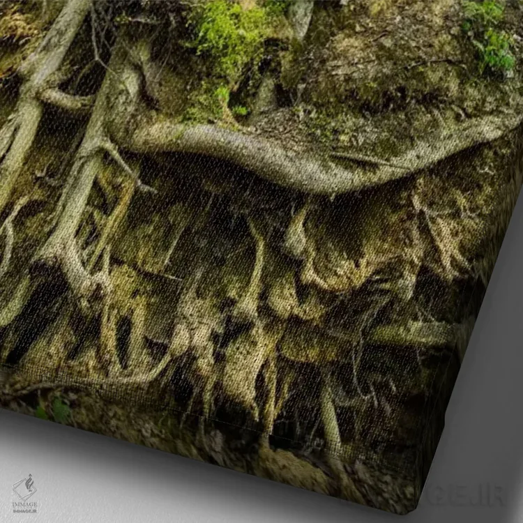 تابلو دکوراتیو Lubelskie, Roztocze, Old Tree,لهستان، لوبلسکی، روستوچه… اثر میکولاج گوسپودرک - نمای نزدیک بافت بوم