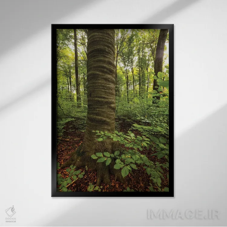 تابلو دکوراتیو Lubelskie, Roztocze National Park, Beech Tree,لهستان… اثر میکولاج گوسپودرک - نمای قابدار مشکی