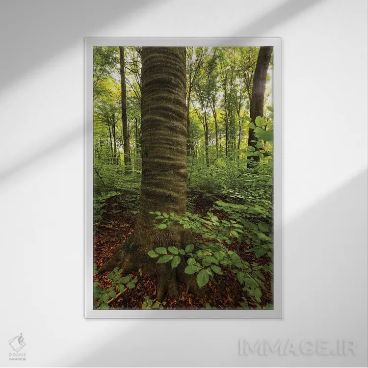 تابلو دکوراتیو Lubelskie, Roztocze National Park, Beech Tree,لهستان… اثر میکولاج گوسپودرک - نمای قابدار سفید