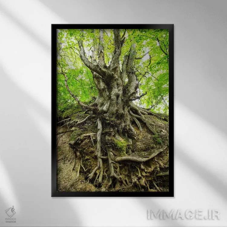 تابلو دکوراتیو Lubelskie, Roztocze, Old Tree,لهستان، لوبلسکی، روستوچه… اثر میکولاج گوسپودرک - نمای قابدار مشکی