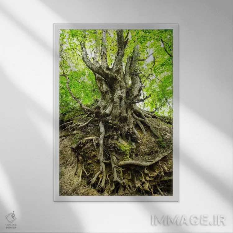 تابلو دکوراتیو Lubelskie, Roztocze, Old Tree,لهستان، لوبلسکی، روستوچه… اثر میکولاج گوسپودرک - نمای قابدار سفید