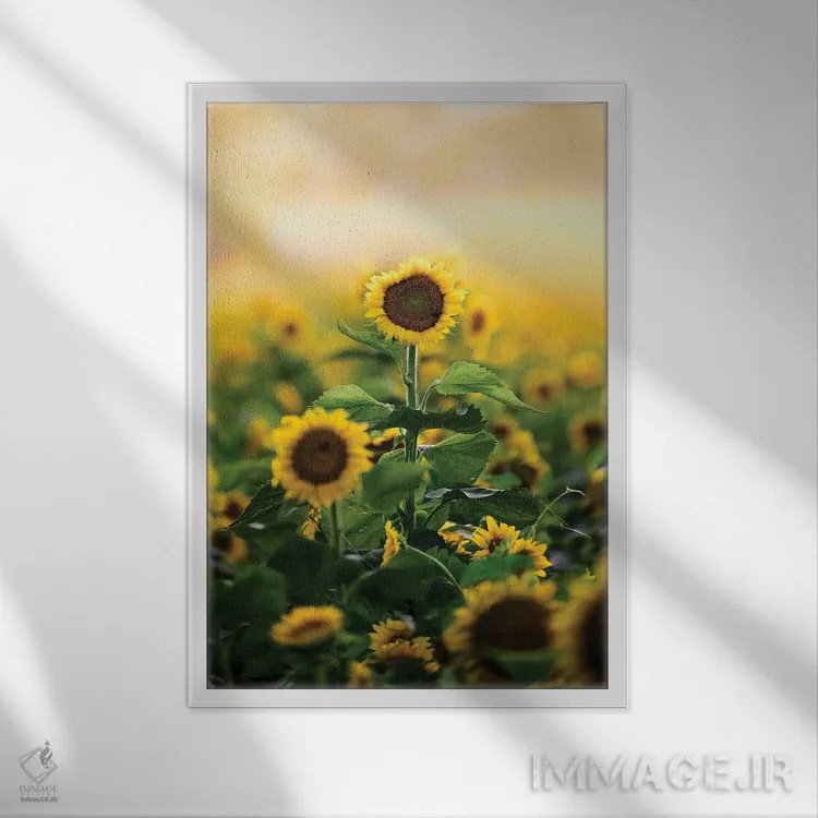 تابلو دکوراتیو گل تنها اثر لوکاس مور - نمای قابدار سفید