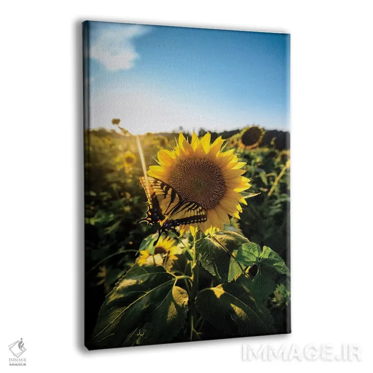 تابلو دکوراتیو عشق آفتابگردانی اثر لوکاس مور - نمای پرسپکتیو محصول