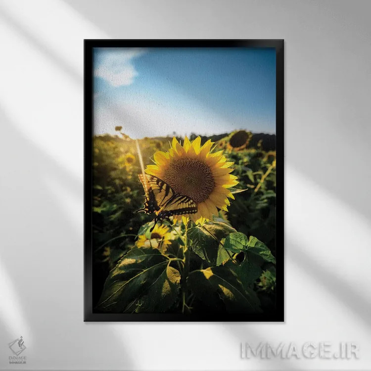 تابلو دکوراتیو عشق آفتابگردانی اثر لوکاس مور - نمای قابدار مشکی