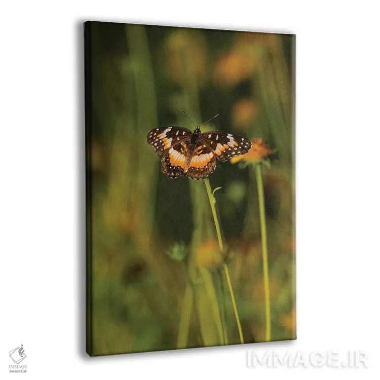 تابلو دکوراتیو پروانه بوردر پچ نشسته روی گل اثر لری دیتو - نمای پرسپکتیو محصول