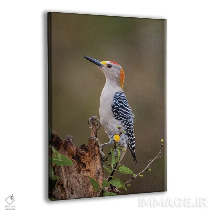 تابلو دکوراتیو دارکوب طلایی پیشانی در حال جستجوی غذا اثر لری دیتو - نمای پرسپکتیو محصول