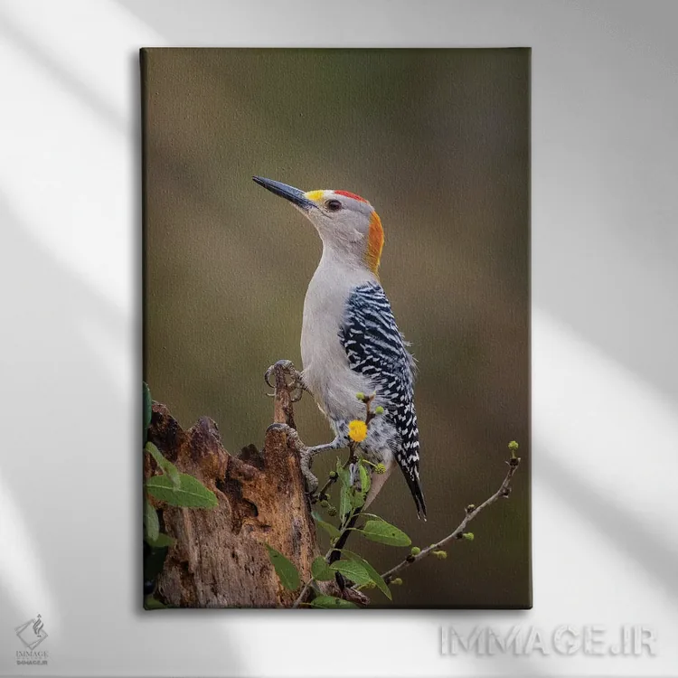 تابلو دکوراتیو دارکوب طلایی پیشانی در حال جستجوی غذا اثر لری دیتو - نمای روبهرو روی دیوار