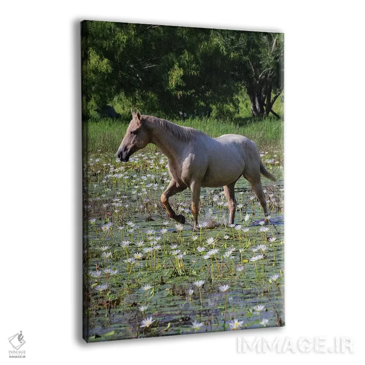 تابلو دکوراتیو اسب در حال قدم زدن در برکه کم عمق اثر لری دیتو - نمای پرسپکتیو محصول