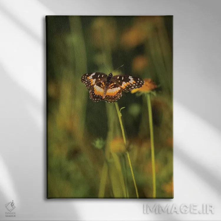تابلو دکوراتیو پروانه بوردر پچ نشسته روی گل اثر لری دیتو - نمای روبهرو روی دیوار