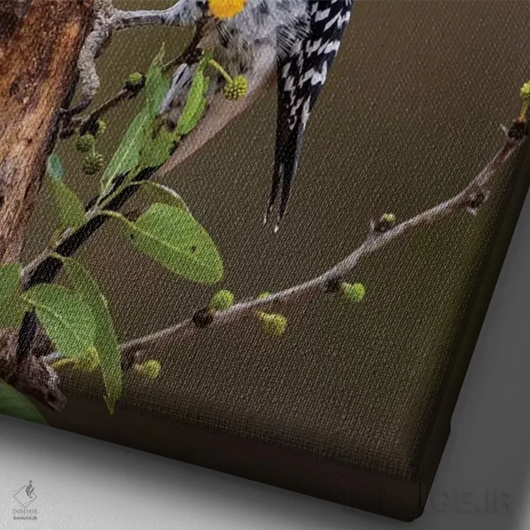 تابلو دکوراتیو دارکوب طلایی پیشانی در حال جستجوی غذا اثر لری دیتو - نمای نزدیک بافت بوم