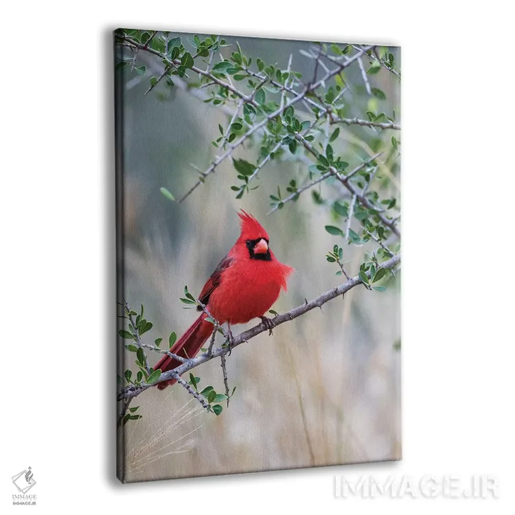 تابلو دکوراتیو کارباورال شمالی نشسته اثر لری دیتو - نمای پرسپکتیو محصول