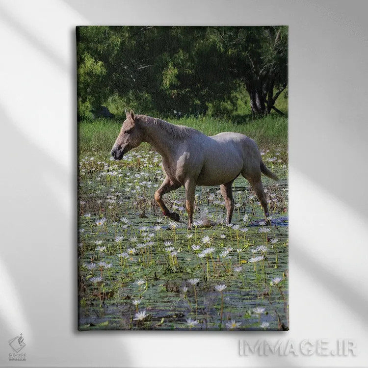 تابلو دکوراتیو اسب در حال قدم زدن در برکه کم عمق اثر لری دیتو - نمای روبهرو روی دیوار
