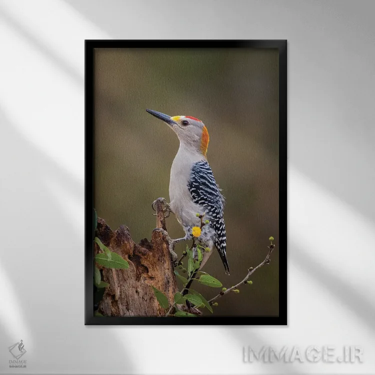 تابلو دکوراتیو دارکوب طلایی پیشانی در حال جستجوی غذا اثر لری دیتو - نمای قابدار مشکی