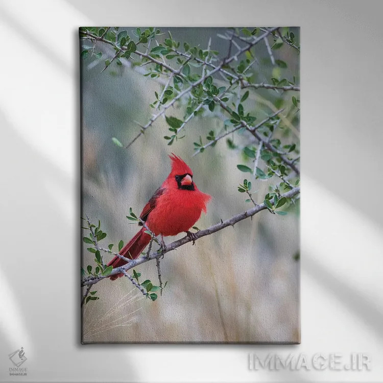 تابلو دکوراتیو کارباورال شمالی نشسته اثر لری دیتو - نمای روبهرو روی دیوار