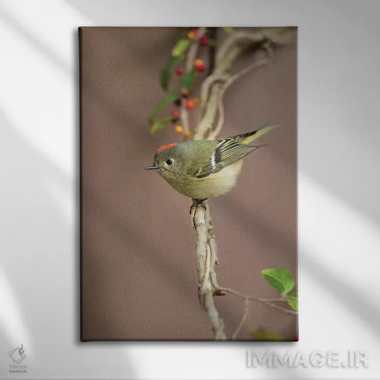 تابلو دکوراتیو کینگلت تاج سرخ نشسته اثر لری دیتو - نمای روبهرو روی دیوار