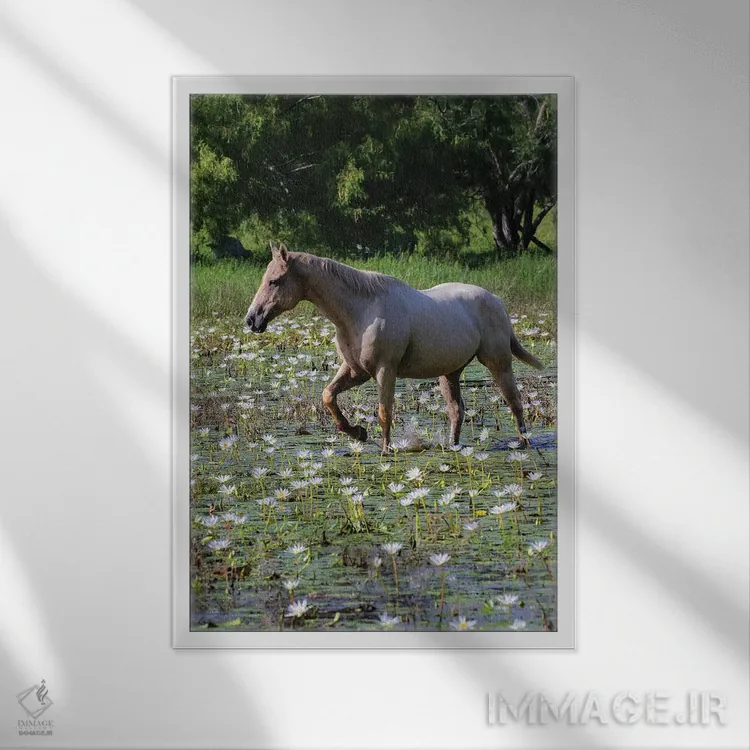 تابلو دکوراتیو اسب در حال قدم زدن در برکه کم عمق اثر لری دیتو - نمای قابدار سفید
